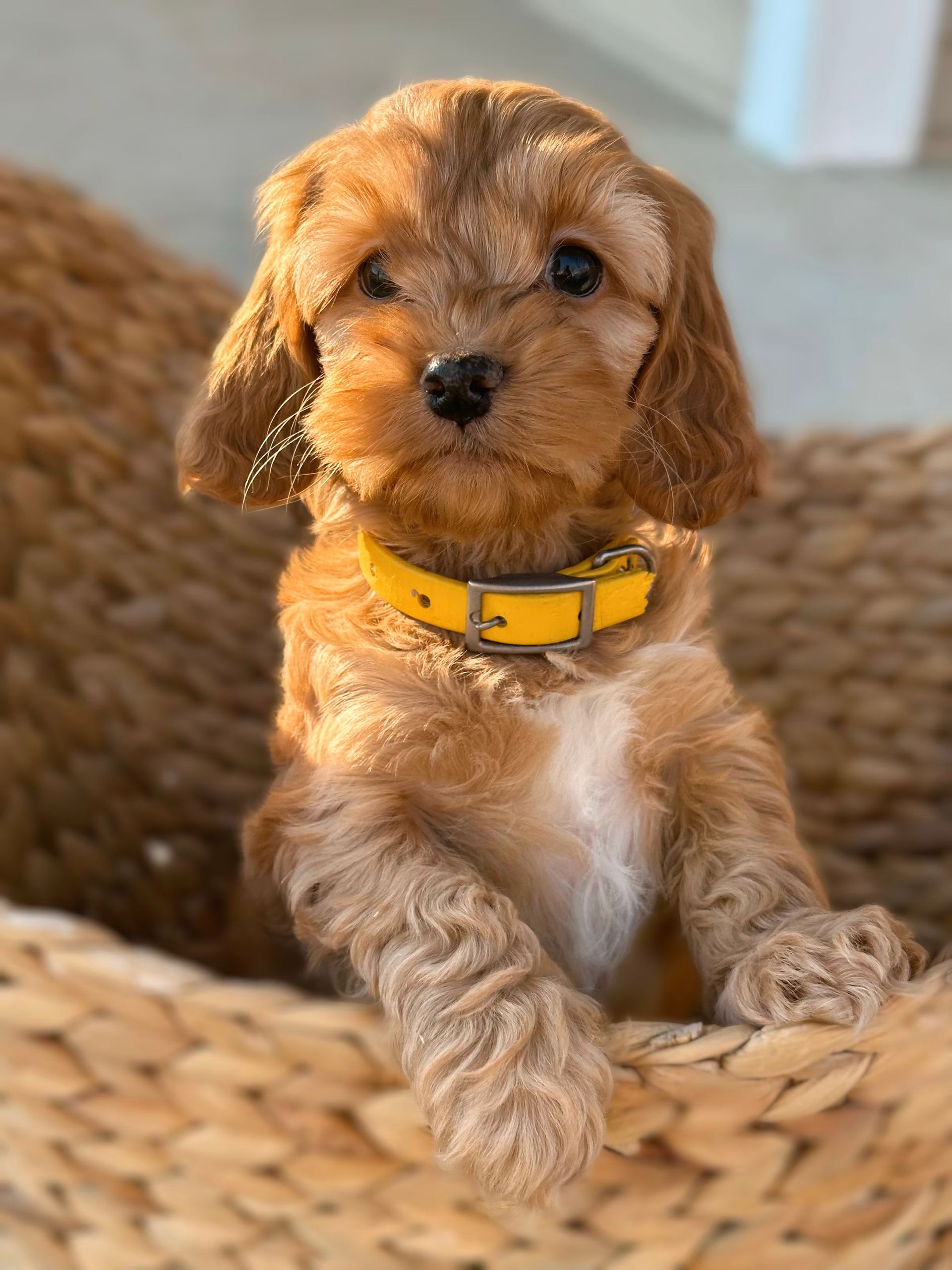 Available Cockapoo Puppies