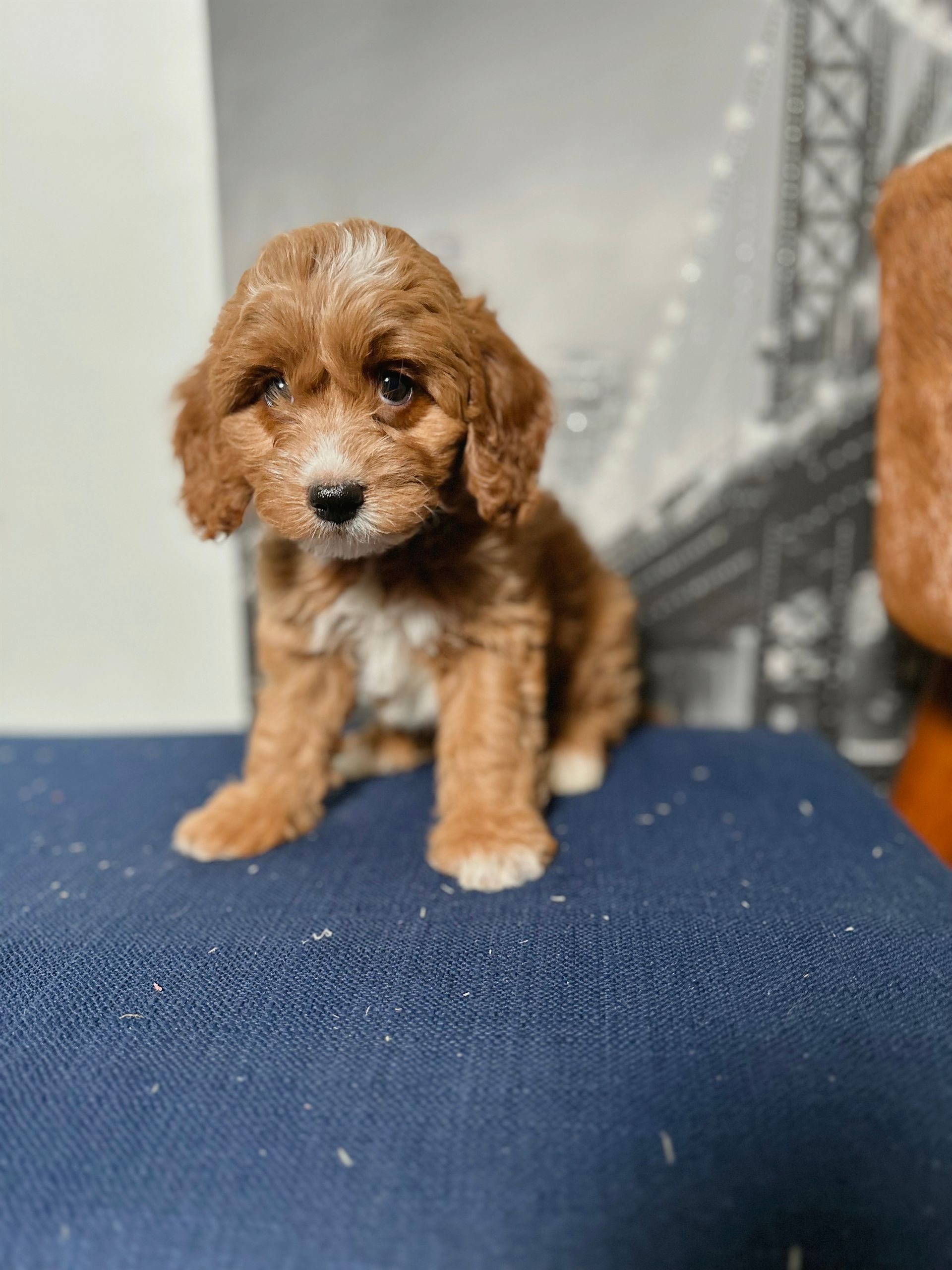 Puppies We Have Sold