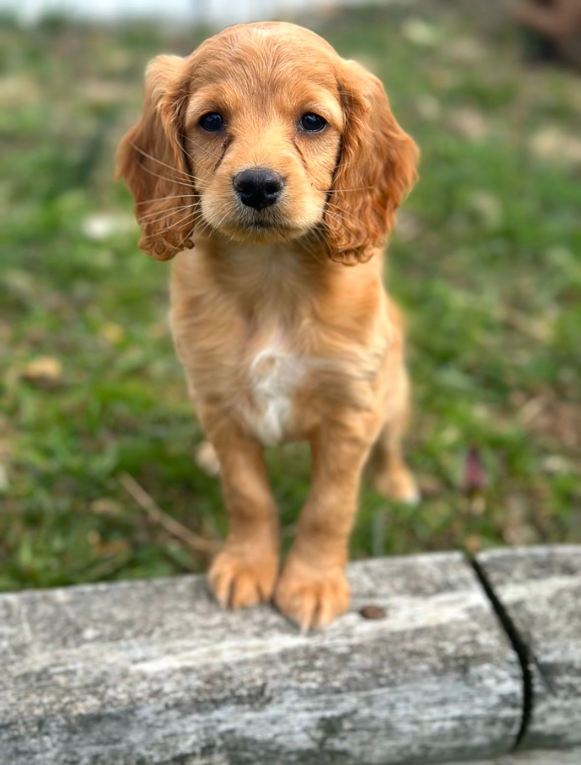 Available Cockapoo Puppies