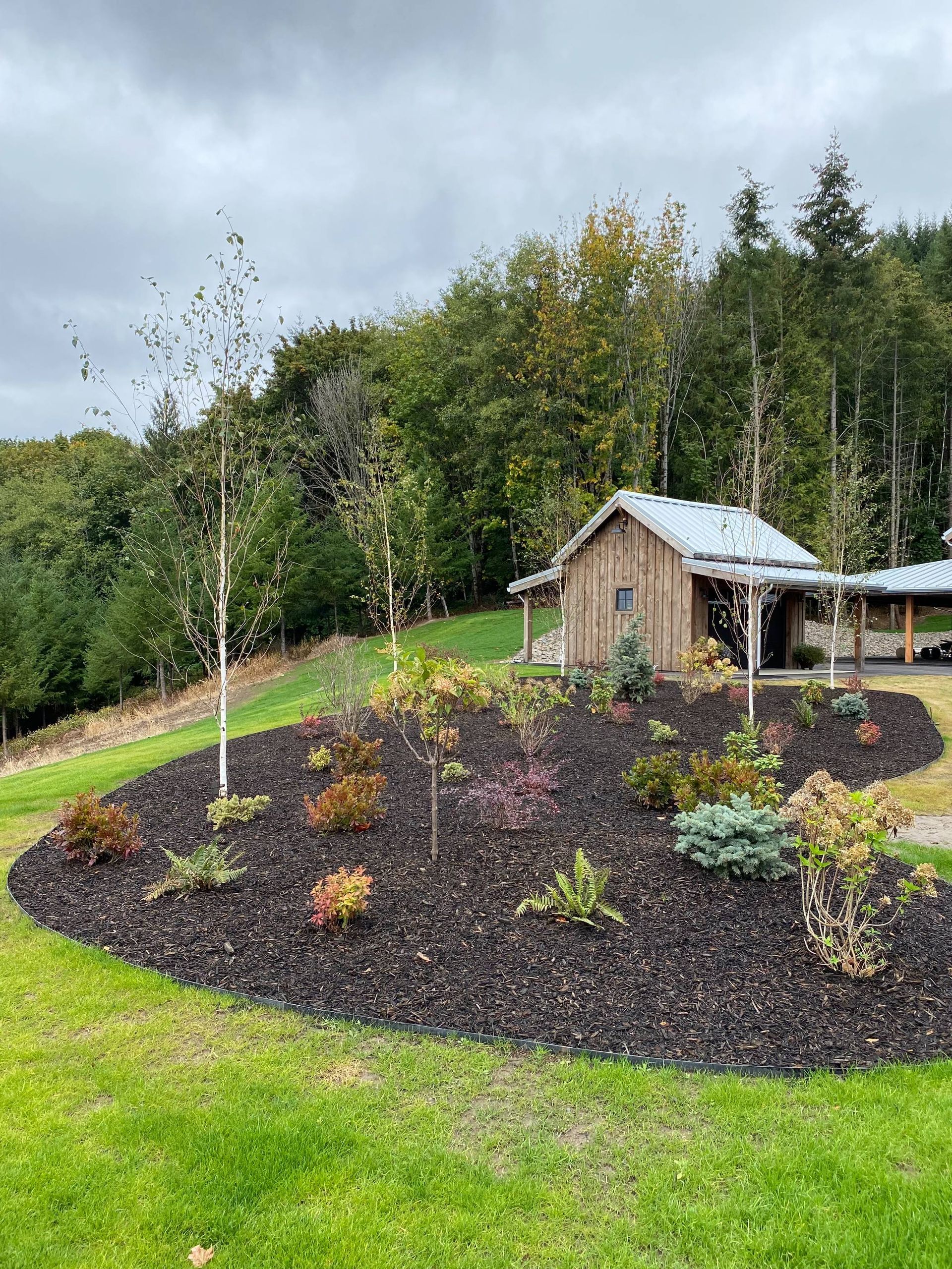 Mulched garden bed with young shrubs and a small wooden shed beside a grassy slope and trees