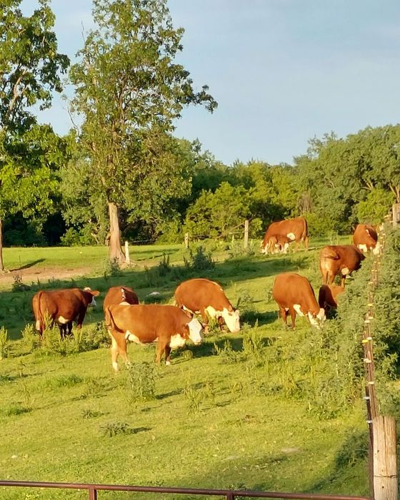 Cows grazing in a sunny green pasture with trees in the background