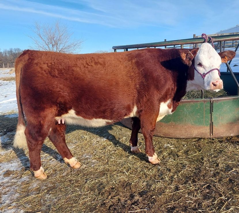 Brown-and-white cow standing by a fence in a sunny outdoor pasture