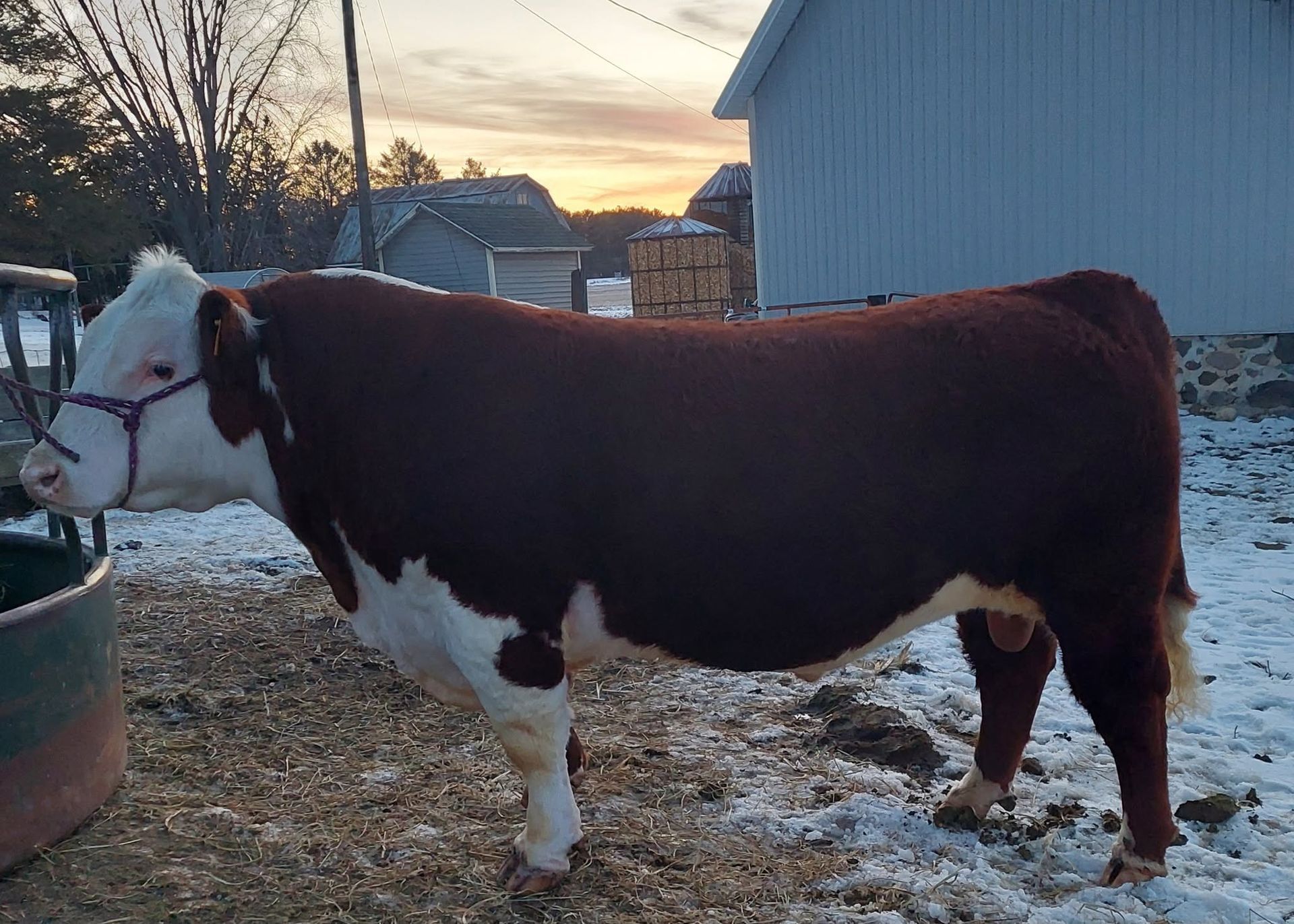 Brown-and-white cow standing in a snowy farmyard at sunset
