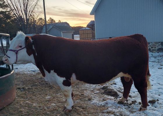 Brown-and-white cow standing in a snowy farmyard at sunset