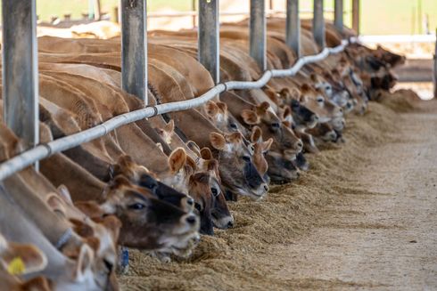 Cows eating feed in a row at a barn trough
