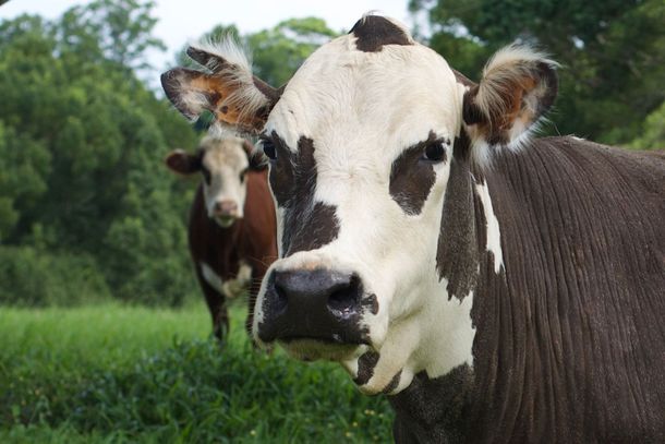 Two black-and-white cows standing in a green field, one close to the camera and one in the background.