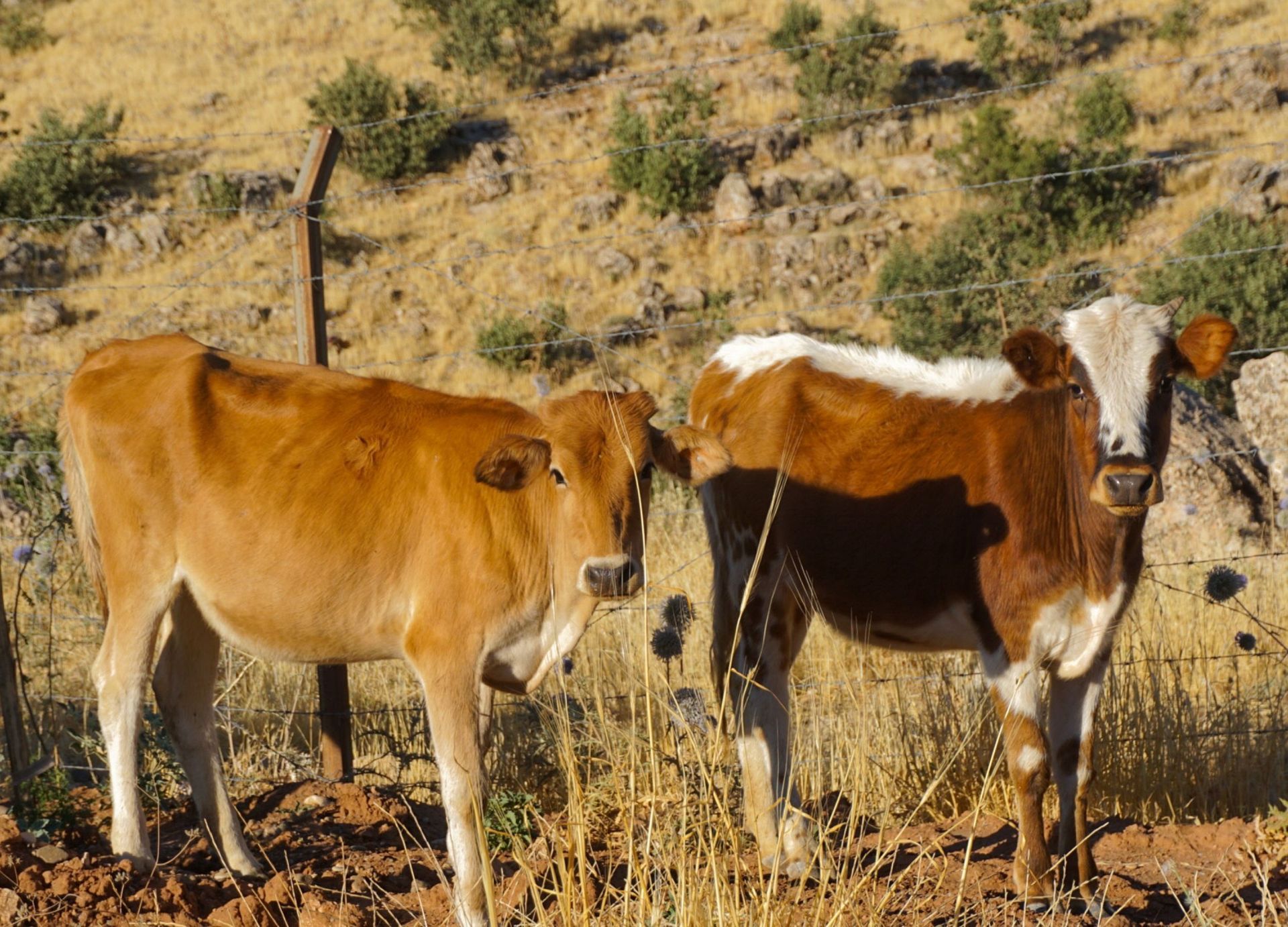 Two cows standing in a dry grassy field, one brown and one black-and-white.