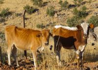 Two cows standing in a dry grassy field, one brown and one black-and-white.