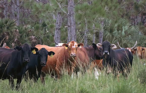 Cattle standing in tall grass in a wooded pasture, including a tan cow centered among black cows