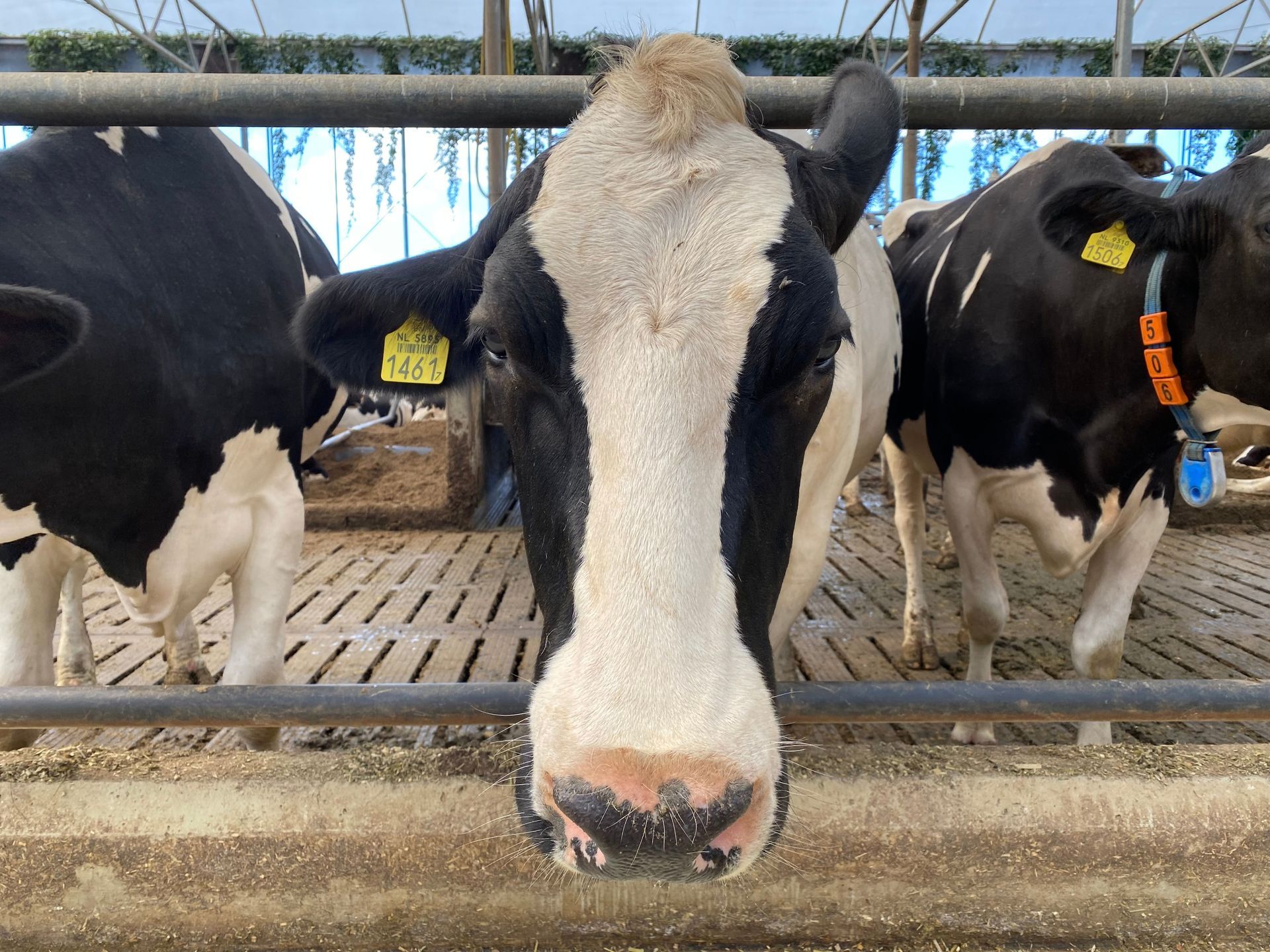 Black-and-white dairy cow facing camera in a barn, with other cows behind it.