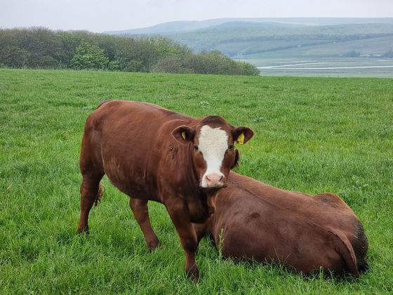 Two brown cows in a green field, one standing and one lying down, with hills in the background