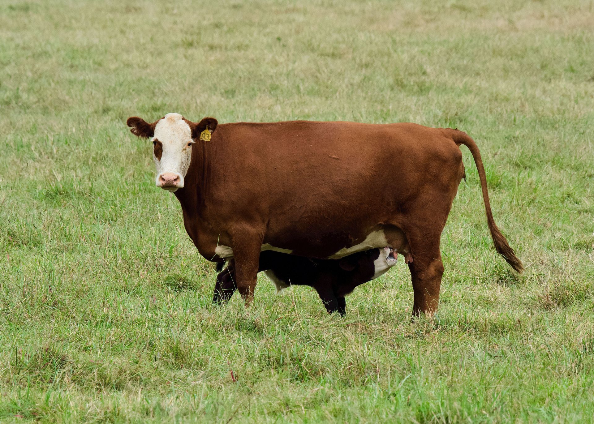 Brown cow with white face standing in a grassy field