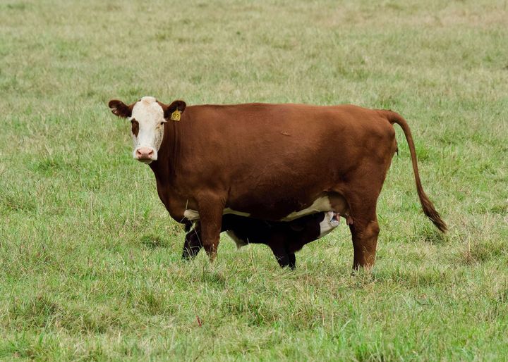 Brown cow with white face standing in a grassy field