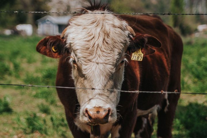 Brown cow with a white face standing behind a wire fence in a grassy field
