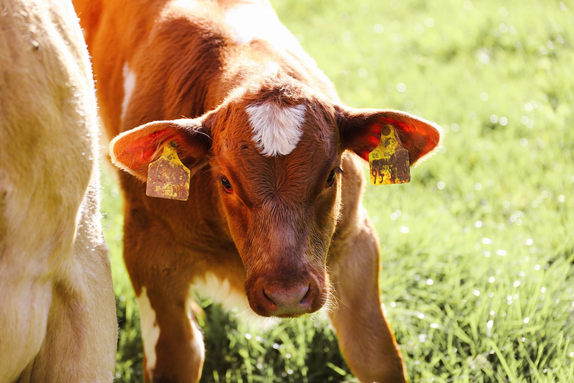 Brown calf standing in green grass, facing forward with yellow ear tags