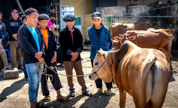 Men standing beside a brown cow at a livestock market, with more cattle in the background