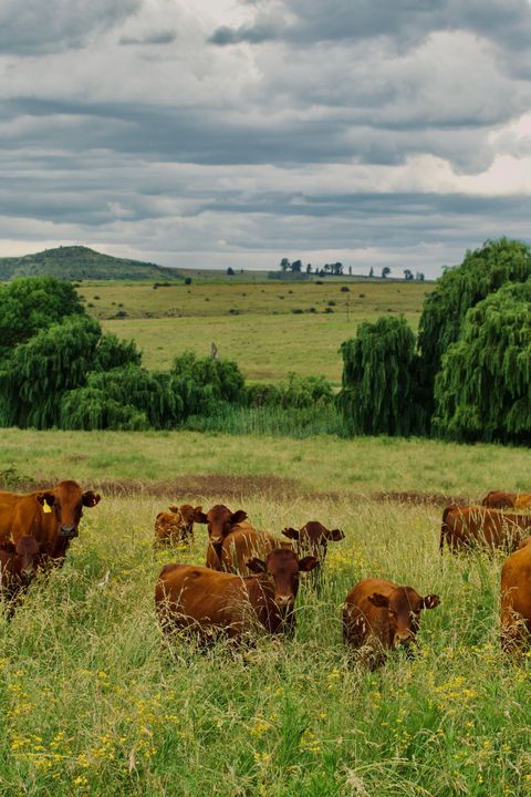 Brown cows grazing in a green meadow under a cloudy sky