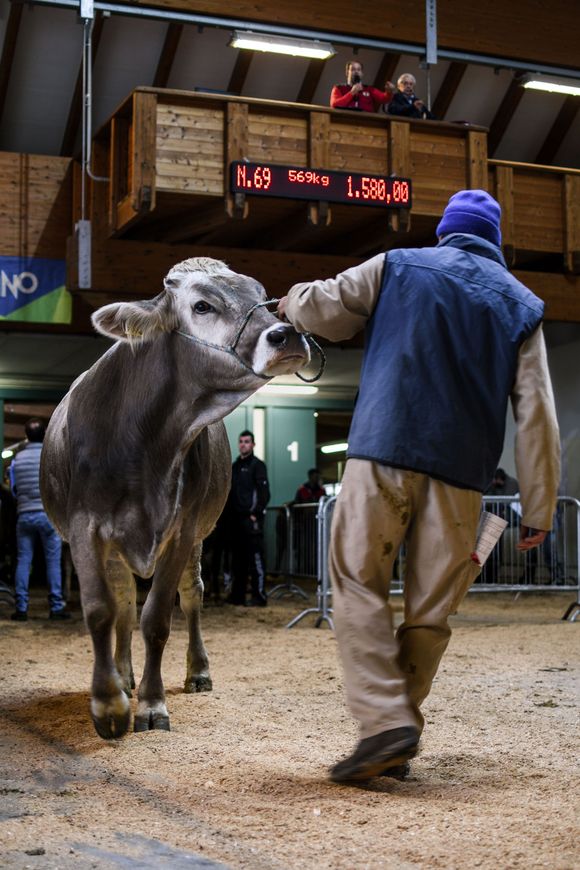 Cow in a livestock auction arena, led by a handler toward the ring under digital price displays