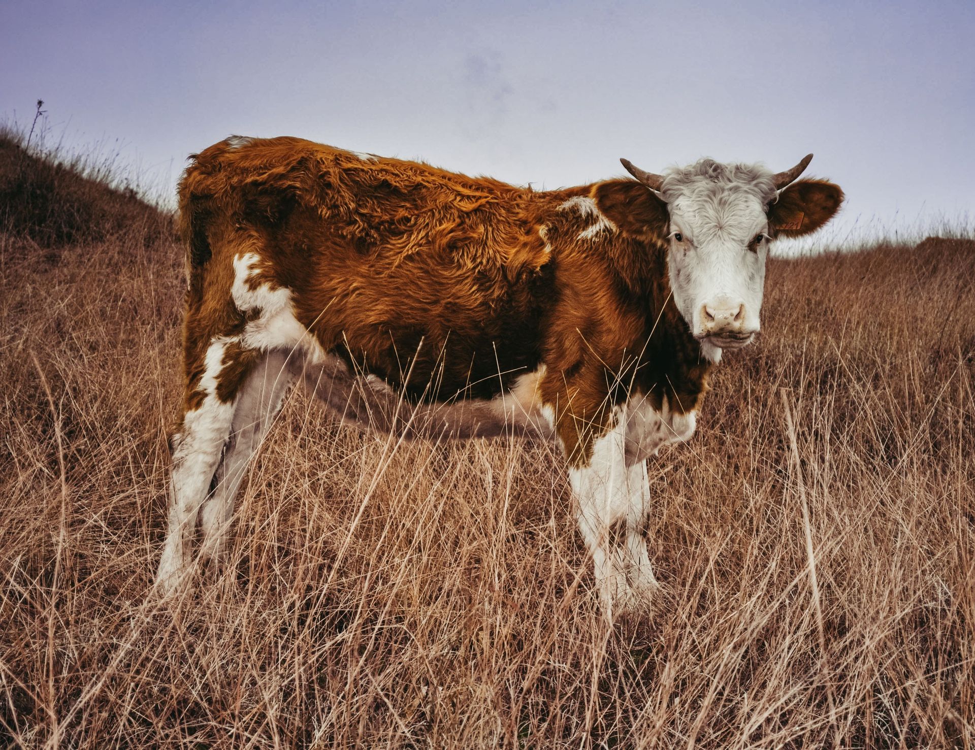 Brown-and-white cow standing in dry grassland