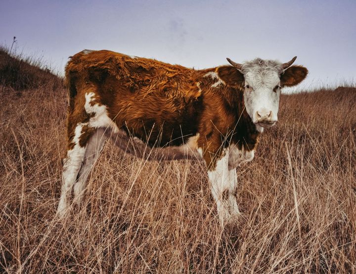 Brown-and-white cow standing in dry grassland