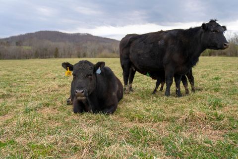 Two black cows in a grassy field, one lying down and one standing, with hills in the background