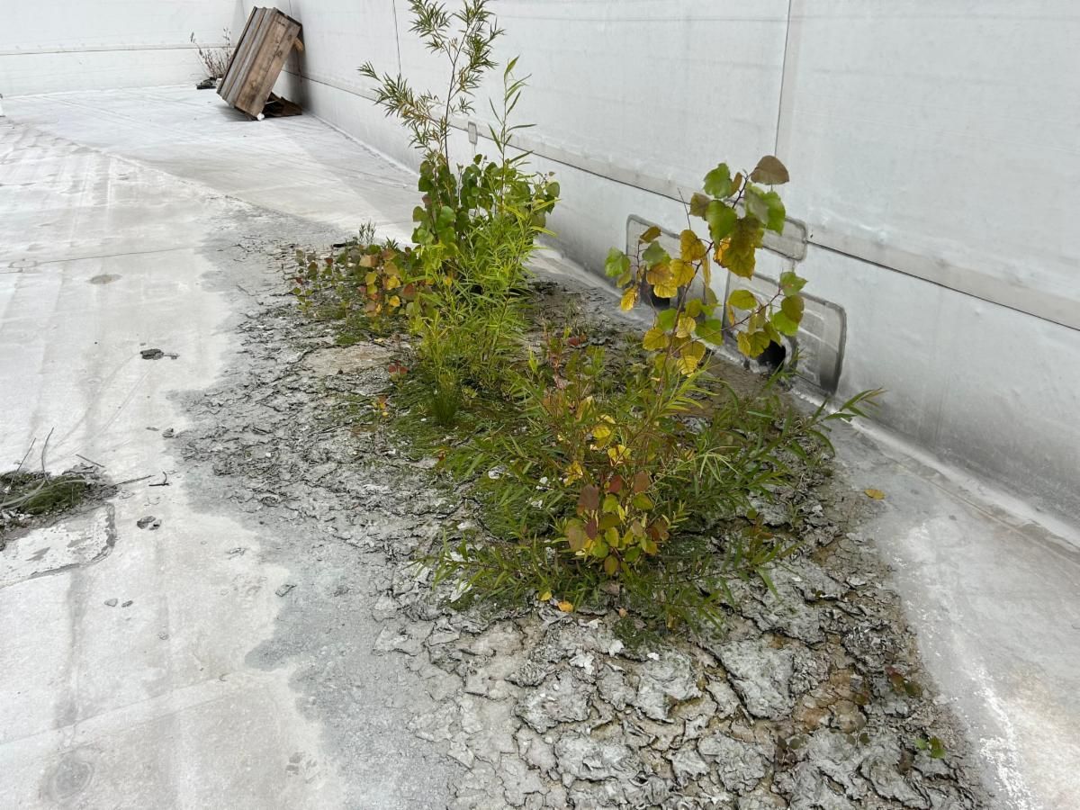 Weeds growing in the gutter on a roof beside a white wall