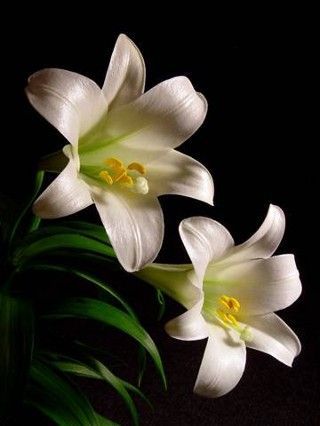 Christmas flower