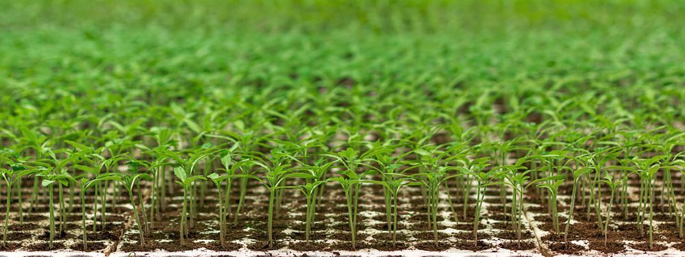 A Close Up of a Field of Green Grass Growing Out of the Ground — MacCallum & Company In Scone, NSW