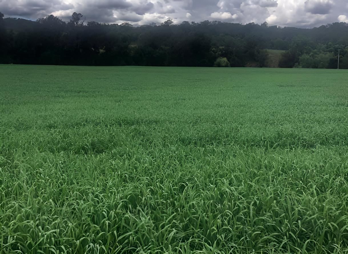 A Large Green Field With Trees in the Background — MacCallum & Company In Scone, NSW