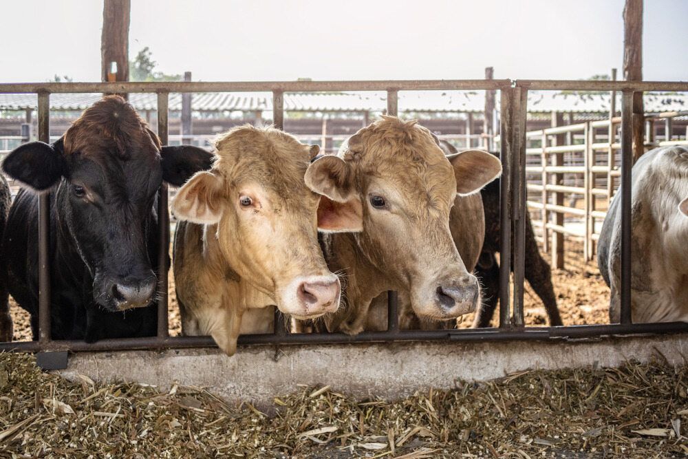A Group of Cows Are Standing in a Pen Looking Through a Fence — MacCallum & Company In Scone, NSW