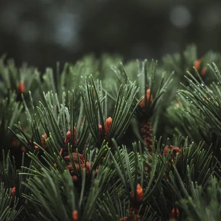 pine needles and berries