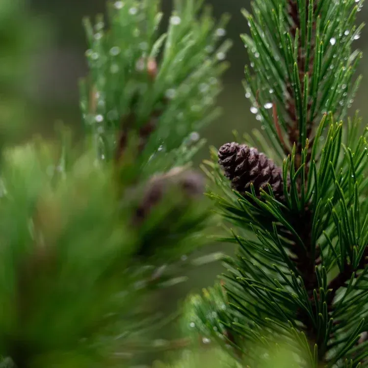 pine needles growing