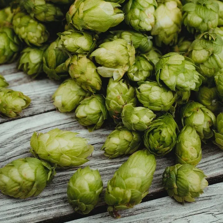 small hops flowers on a wood table