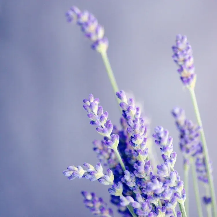 purple flowers growing on vine