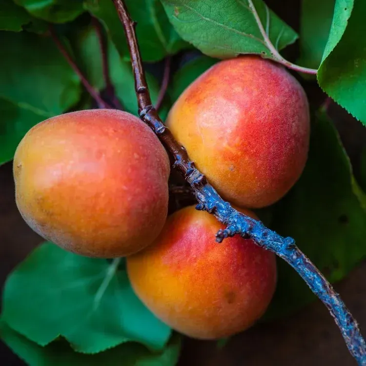peaches on a branch

