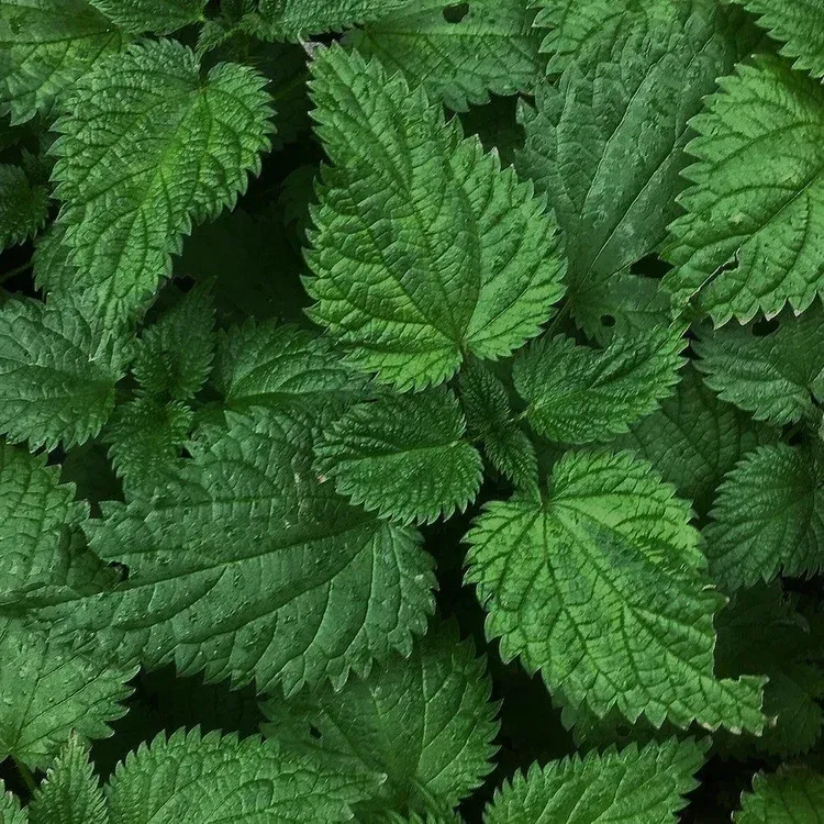 leafs on a black background