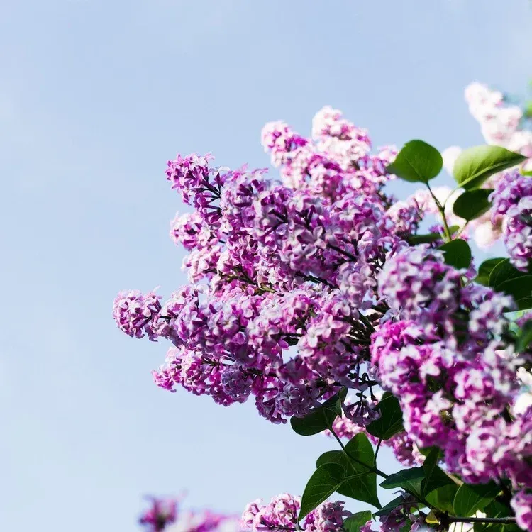 flowers and leaves growing on a bush
