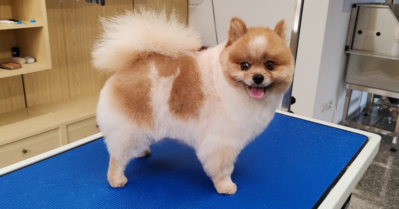 toelettatura cani