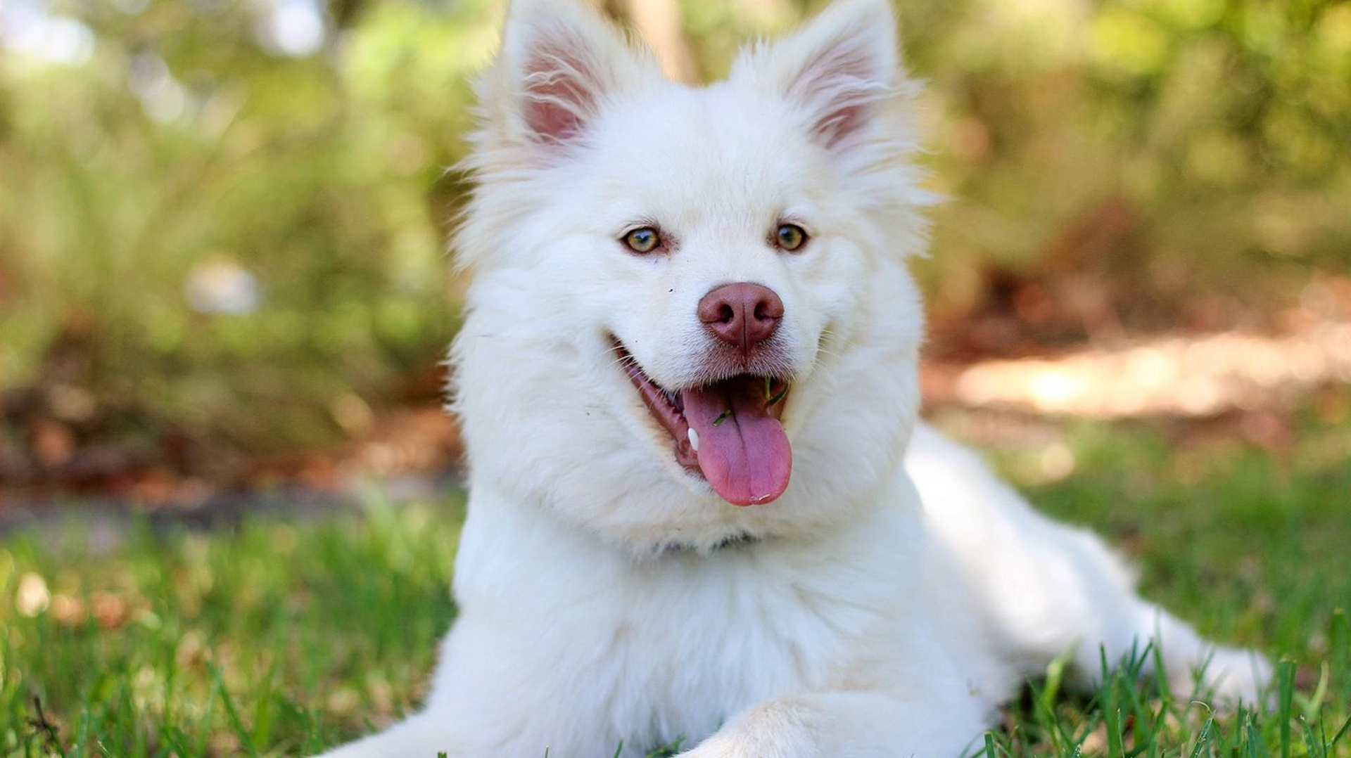 Perro blanco y esponjoso con ojos marrones tumbado sobre la hierba verde, sonriendo.