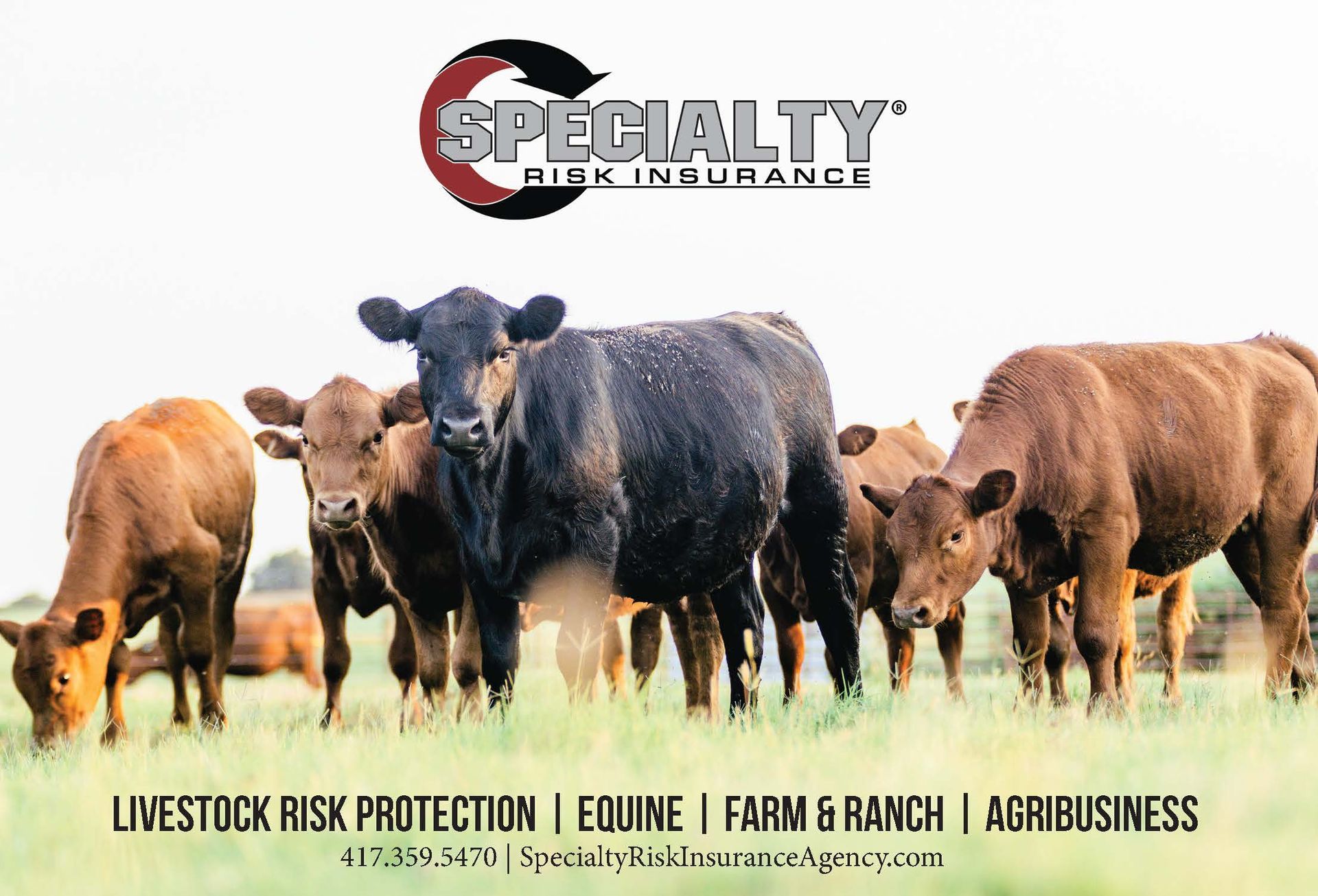 Specialty Risk Insurance