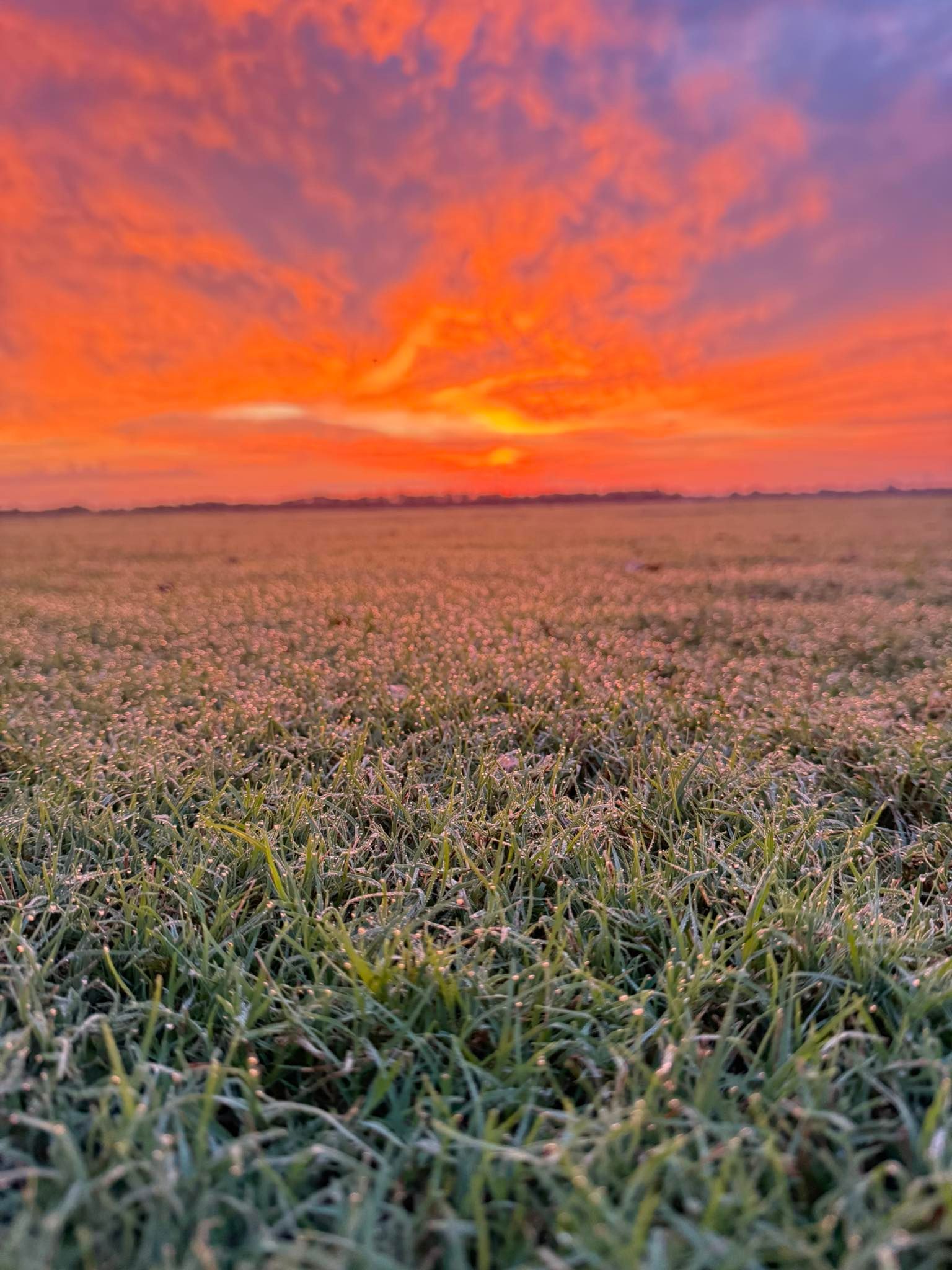Vibrant orange and red sunset over a dewy green field.