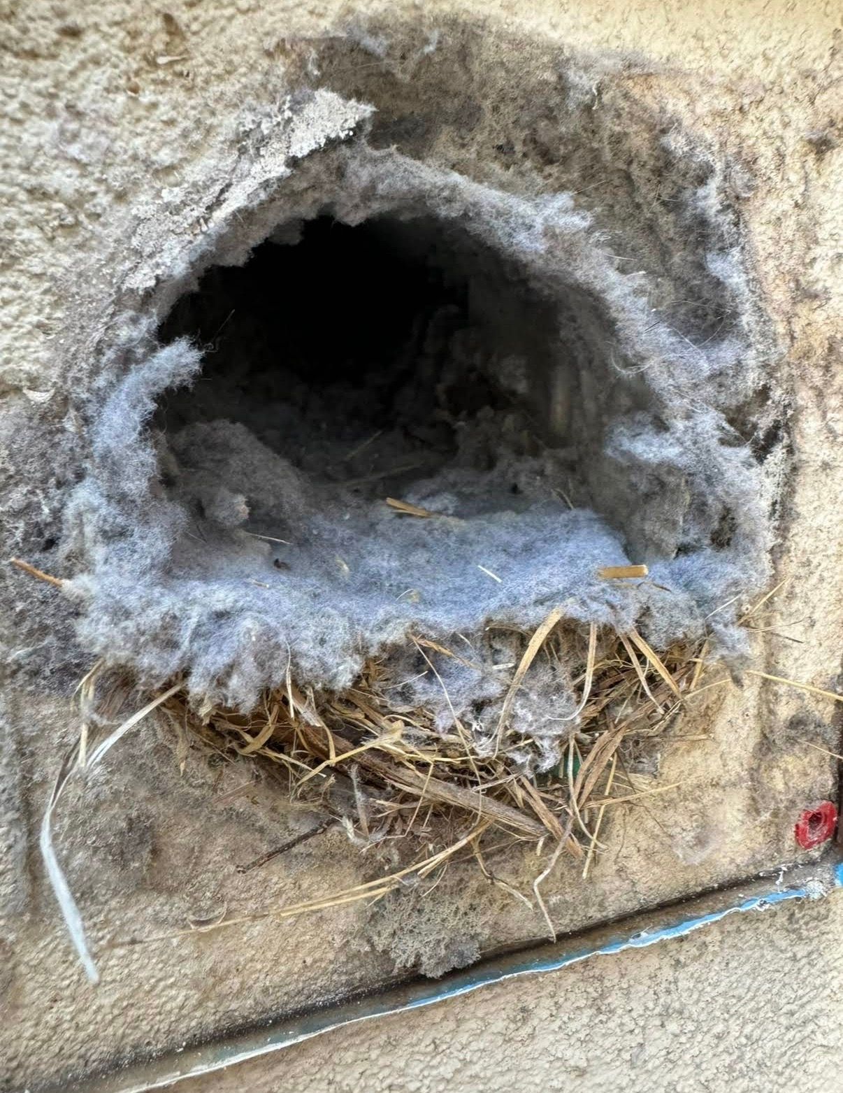 Round hole in a dirt wall with a dark opening and straw debris around the edge.