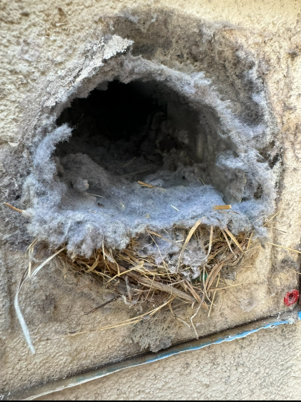 A small hole in a rough concrete wall, lined with white fur and straw, with a cable below.
