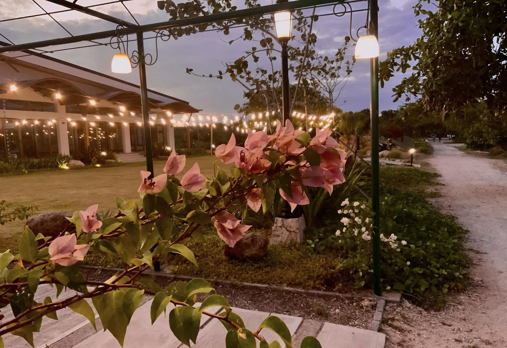 Pink flowers in foreground, path and lights lead to building with string lights at dusk.