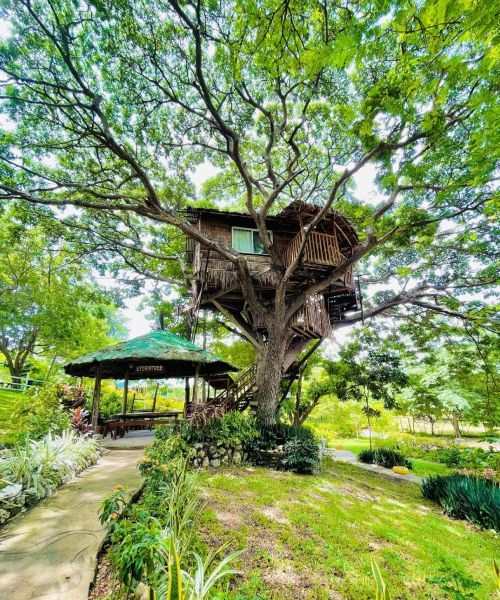 Treehouse built into a large tree, with a gazebo and pathway in the foreground; green surroundings.