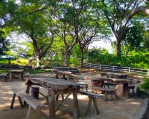 Outdoor seating area with wooden tables and benches under large trees, sunny day.