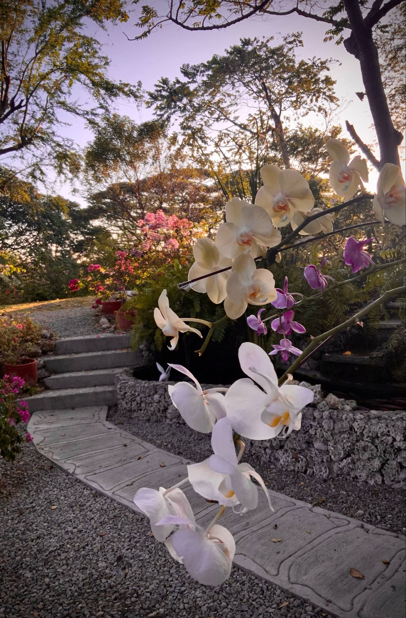 White orchids in full bloom, alongside a stone path leading through a colorful garden.