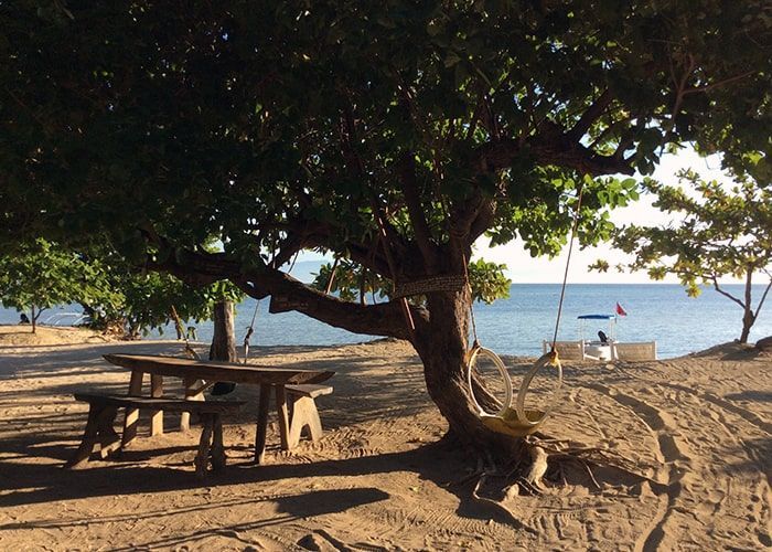 Picnic table under a tree on a sandy beach. The ocean is in the background.