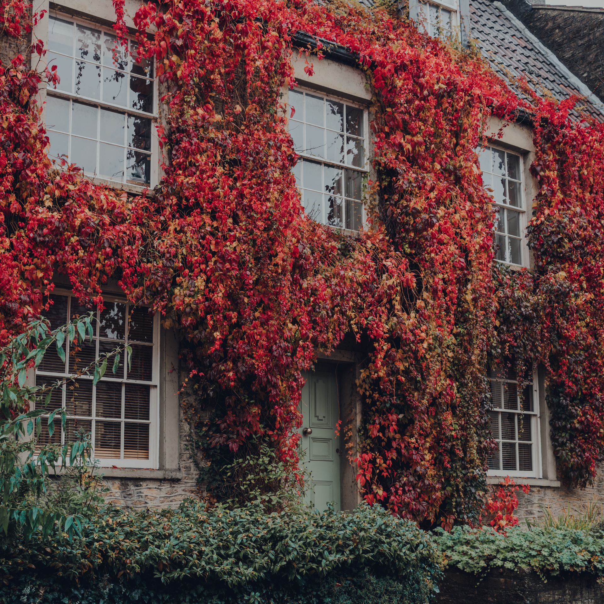 Stone house covered in red autumn ivy, green door