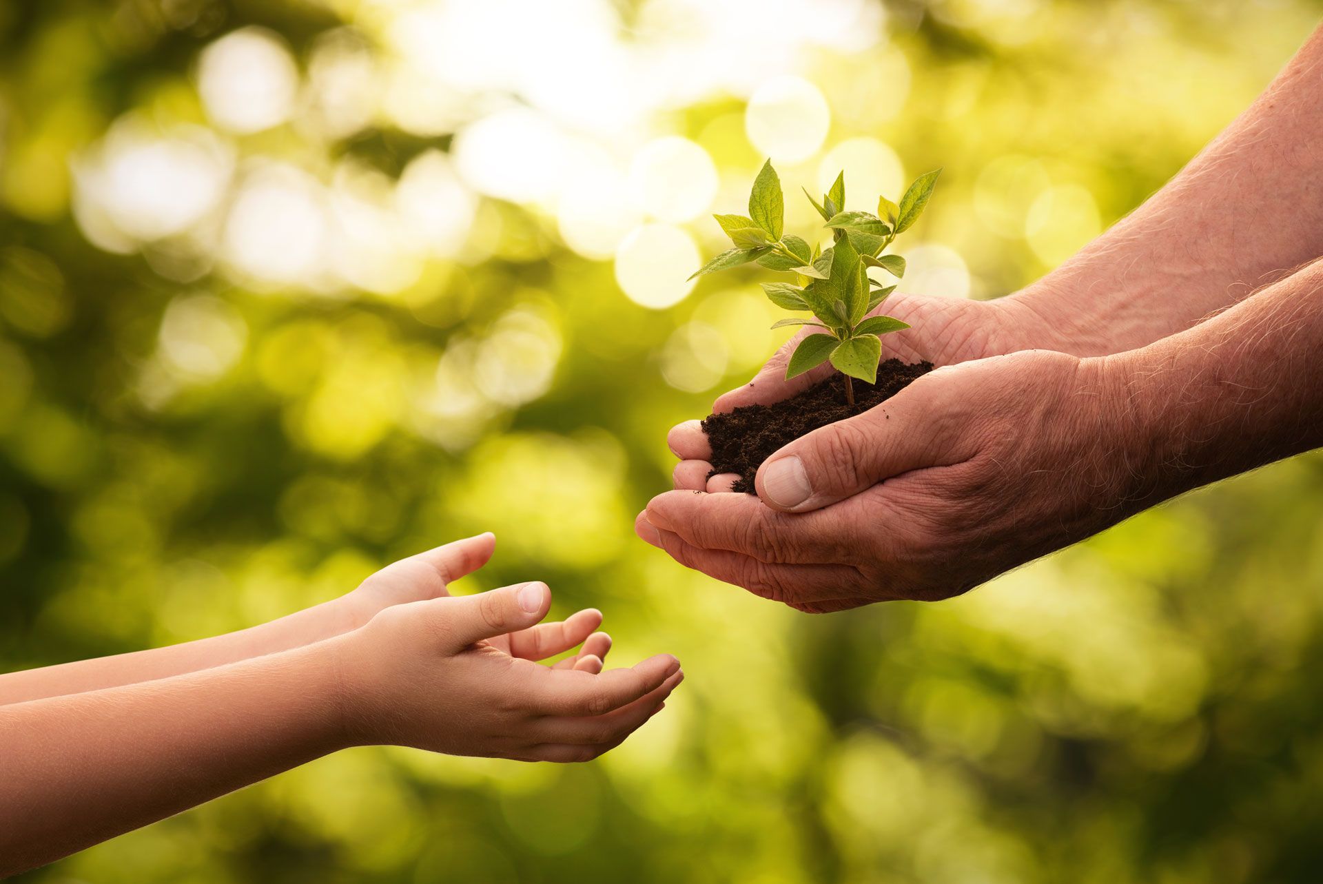 Adult hand giving a small plant to a child's open hands, against a blurred green background.